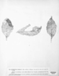 Sclerotium dorsale image